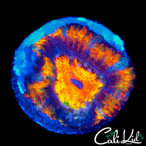 RAINBOW ACAN LORD