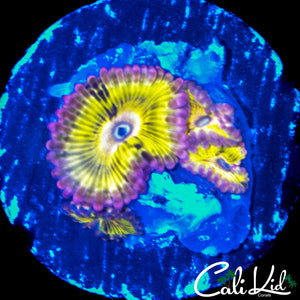 CHIQUITA TYPE ZOA QUAD