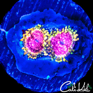 STRAWBERRY WINE ZOA DOUBLE