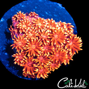 TEQUILA SUNRISE GONI