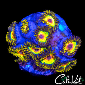 RASTA ZOA MINI COLONY