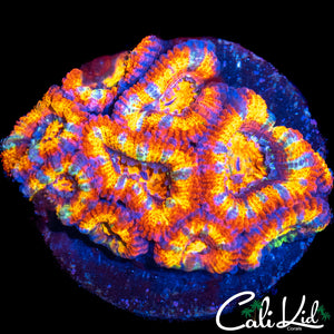 INSANE RAINBOW ACAN MINI COLONY