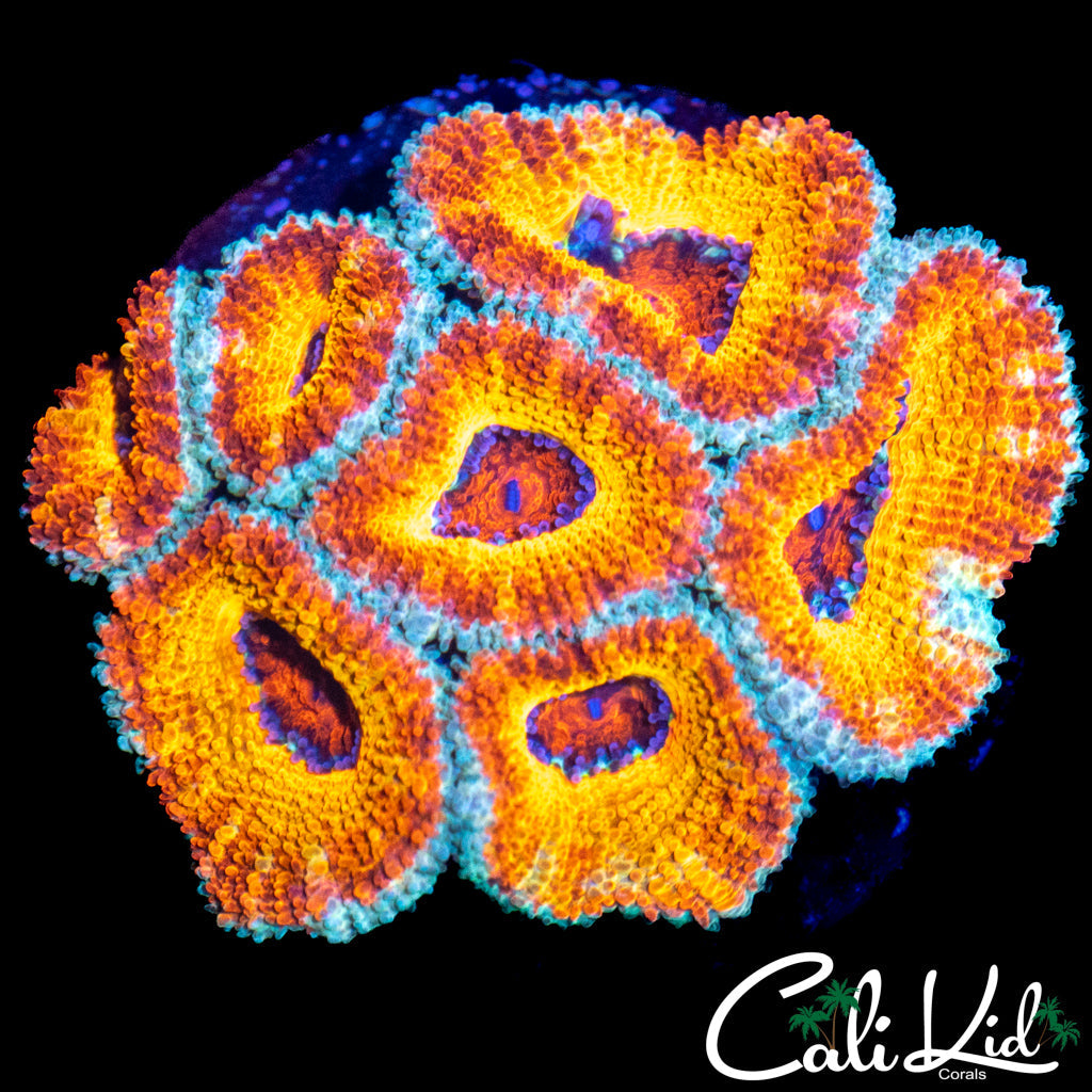 BURNIN SUN ACAN MINI COLONY