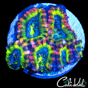 CK CIRCUS CIRCUS MINI COLONY