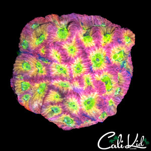 JF DAY GLO FAVIA