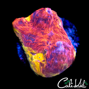 RAINBOW SWIRL CHALICE