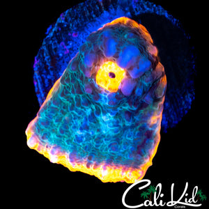 SOLOMAN ISLAND RAINBOW CHALICE