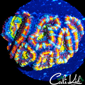 ULTIMATE RAINBOW ACAN COLONY