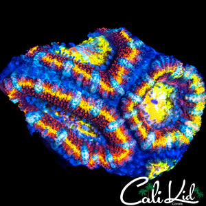 ULTIMATE RAINBOW ACAN TRIPLE