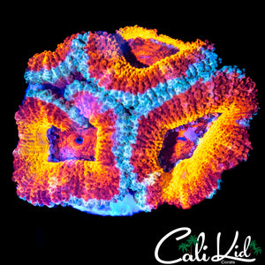 BURNIN SUN ACAN QUAD