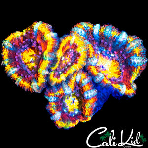 ULTIMATE RAINBOW ACAN QUAD