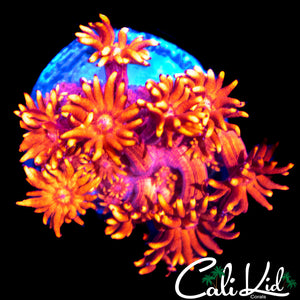 TEQUILA SUNRISE GONI