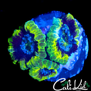 CK RASTA ACAN TRIPLE