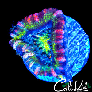 CK CIRCUS CIRCUS ACAN