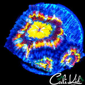 RAINBOW ACAN TRIPLE