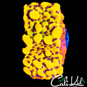 CK BUBONIC MONTI