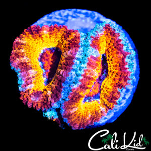 BURNIN SUN ACAN DOUBLE