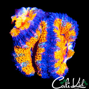 ULTRA ACAN TRIPLE