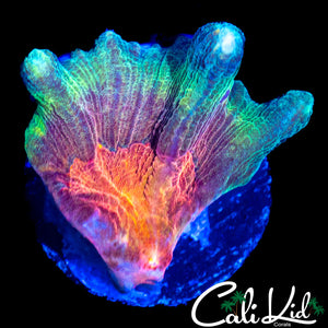 ULTRA RAINBOW PECTINIA