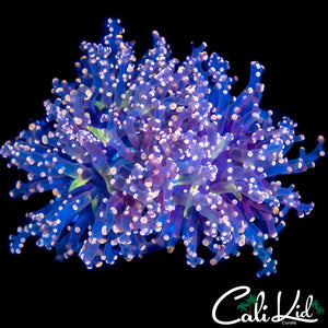 PINK TIP BRANCHING FROGSPAWN