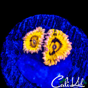 STRATOCASTER TYPE DOUBLE