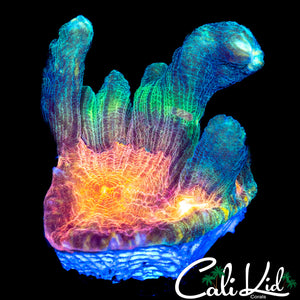 ULTRA RAINBOW PECTINIA