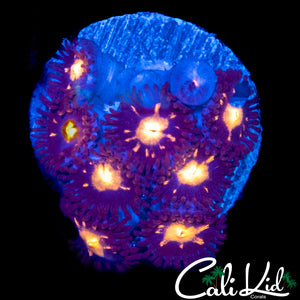 STARLIGHT ZOA MINI COLONY