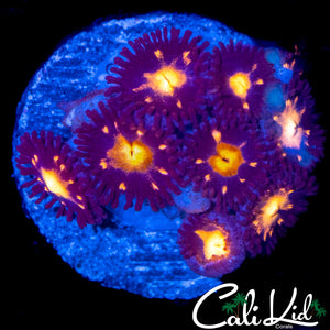 STARLIGHT ZOA MINI COLONY