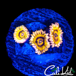 STRATOCASTER TYPE TRIPLE