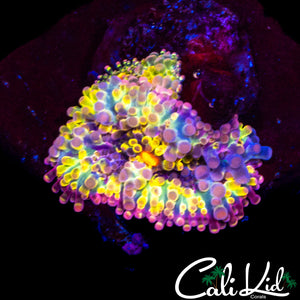 SOLOMAN ISLAND RAINBOW YUMA