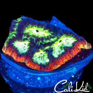 JF PSYCHO RAINBOW RIM FAVIA