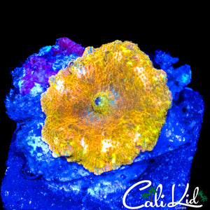 GOLDEN JAWBREAKER SHROOM