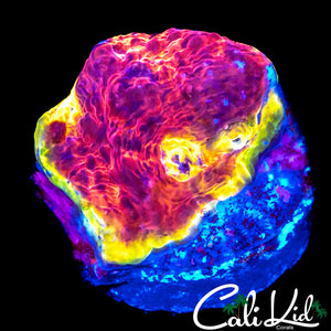 INTENSE RAINBOW RIM CHALICE