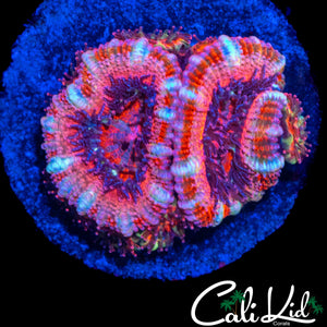 WHITE STRIPE ACAN DOUBLE W/ BABIES