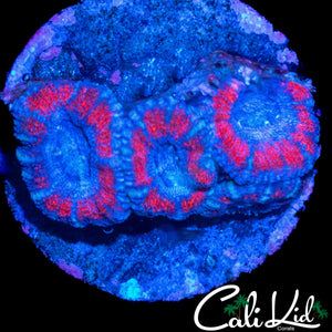 SUPERMAN ACAN QUAD