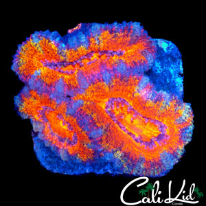 ULTRA RAINBOW RIM ACAN TRIPLE