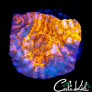 RAINBOW SWIRL CHALICE