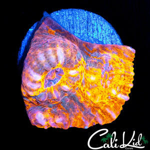 RAINBOW SWIRL CHALIE
