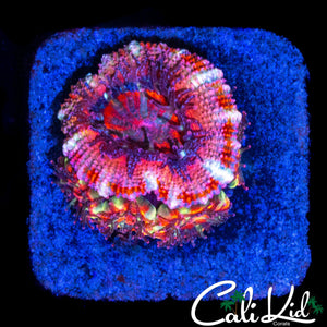 PEPPERMINT ACAN W/ BABIES