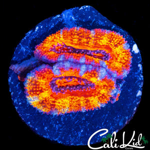 RAINBOW STRIPE ACAN DOUBLE