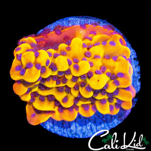 CK BUBONIC MONTI