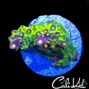 CK GOLDEN GODDESS ACRO