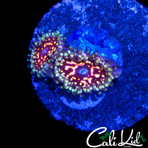 CK ULTIMATE SPACE MONSTER ZOA DOUBLE