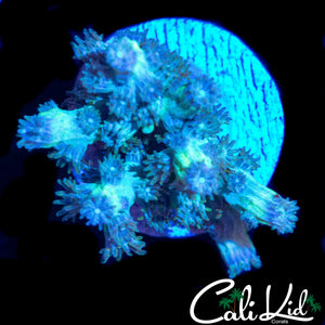 CK BRANCHING CYPHASTREA