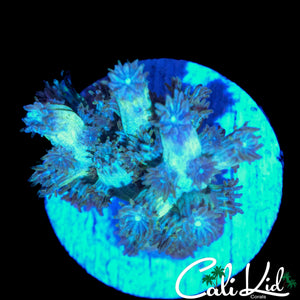 CK BRANCHING CYPHASTREA