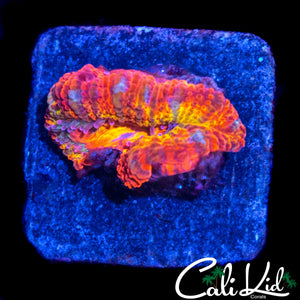 MYSTERY RAINBOW ACAN