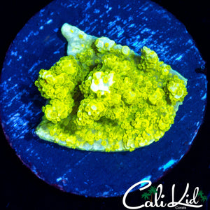TYREE NEON GREEN MONTI