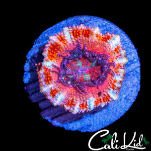 WHITE STRIPE ACAN LORD
