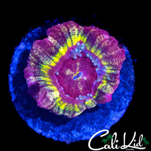 RARE PURPLE ASIAN ACAN