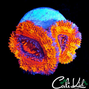 ULTRA RAINBOW ACAN DOUBLE